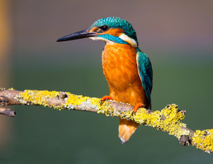Kingfisher Bird