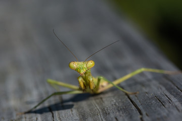 Praying Mantis macro.  Close up insect.  Strange. 