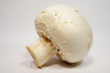 Champignon mushroom on white background © angloma