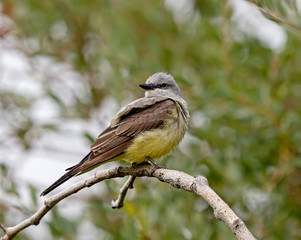 Western Kingbird