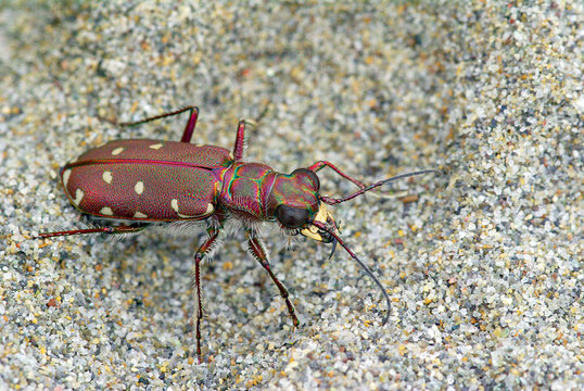 Calomera littoralis tiger beetle from Europe
