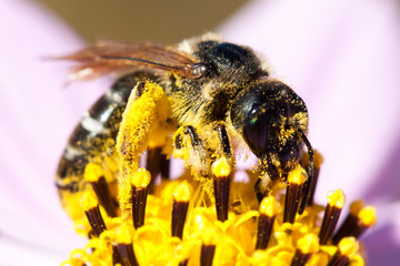 Close-up of bee on white flower.