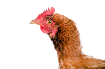 Huhn, Henne im Profil