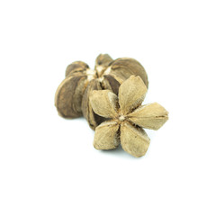 sacha inchi peanut seed isolated on white background