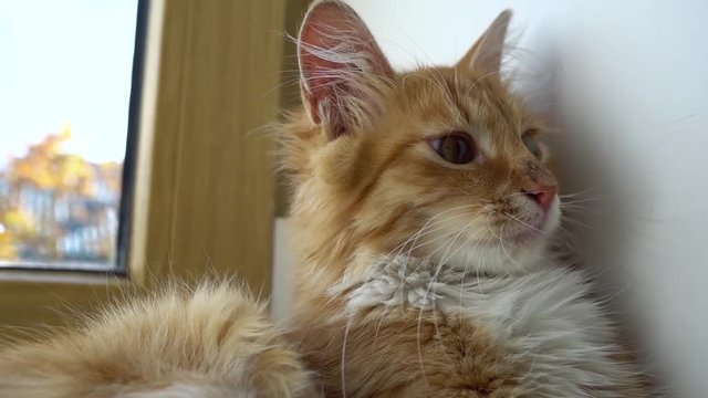 Close up of a funny young cat lying at the windsill and looking at camera