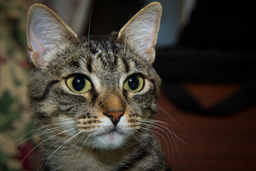 Домашняя серая кошка