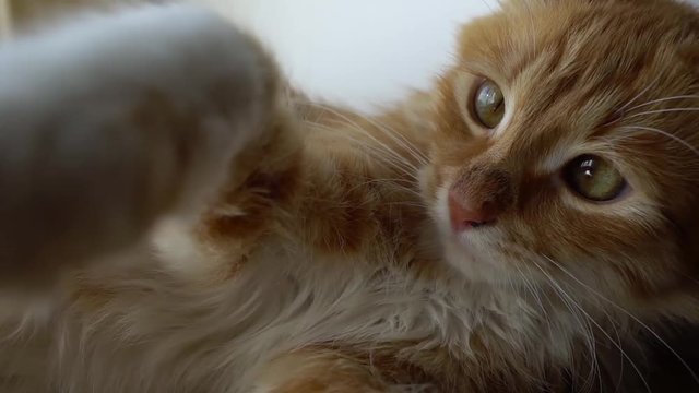 Close up of a funny young cat lying at the windsill and playing with camera