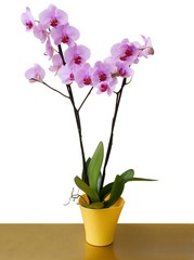 Fototapeta na wymiar pink and purple orchid close up