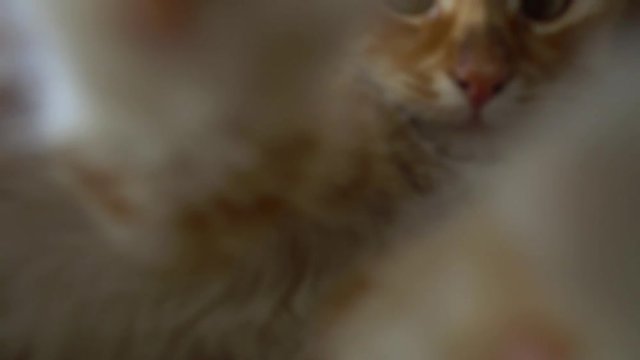 Close up of a funny young cat lying at the windsill and playing with camera
