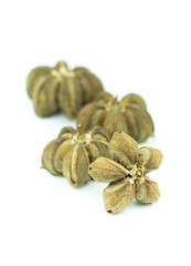 sacha inchi peanut seed isolated on white background