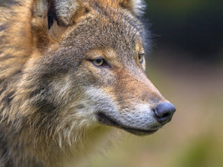 Obraz premium portrait of European Wolf
