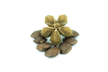 sacha inchi peanut seed isolated on white background