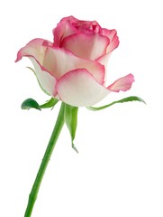 Fototapeta na wymiar pink and white rose close up