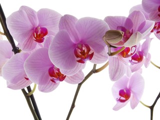 pink and purple orchid close up
