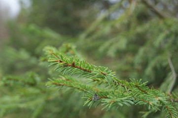 Tree spruce