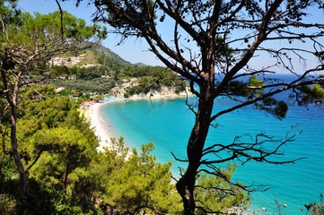 Greek summer aegean turquoise and green nature pine conifer motive