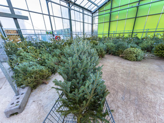Christmas tree in cart at xmas market