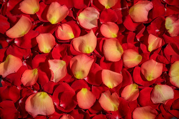  Background of red roses. A lot of rose petals. postcards, Wallpaper, anniversaries, birthday, 
wedding. For design.
