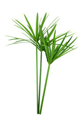 papyrus green plant isolated on white background