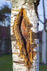 large frost cracks in the apple barrel