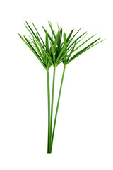 papyrus green plant isolated on white background