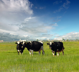 Calves on the field