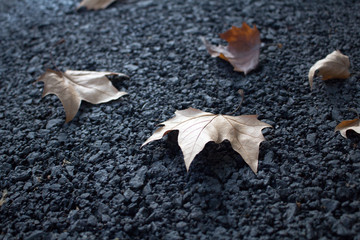 foliage image, withered flower, early winter weather