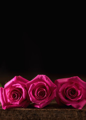 Pink Roses in Subdued Lighting with Copyspace