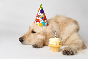 Party Pooper Birthday Dog with Cupcake