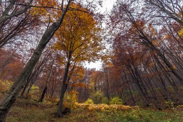 Fototapeta premium Autumn landscape with Yellow leafs of beech, Vitosha Mountain, Sofia City Region, Bulgaria