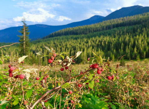 Wild raspberries and summer Carpathians.