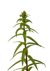Sprout lilies Asiatic hybrids on a white background isolated