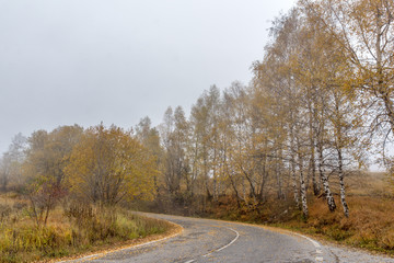 Autumn landscape with road and yellow leafs of Birch, Vitosha Mountain, Sofia City Region, Bulgaria