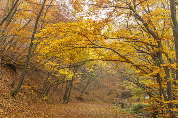 Autumn Landscape of mountain foodpath, Vitosha Mountain, Sofia City Region, Bulgaria