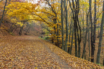 Obraz premium Amazing Autumn panorama of mountain foodpath, Vitosha Mountain, Sofia City Region, Bulgaria