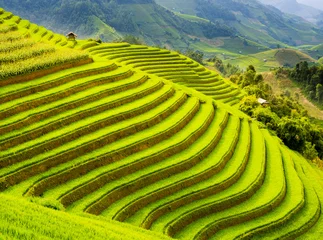 Wandaufkleber Terraced rice field in the mountains of Mu Cang Chai, Yen Bai Province, northern Vietnam   © SimoneGilioli