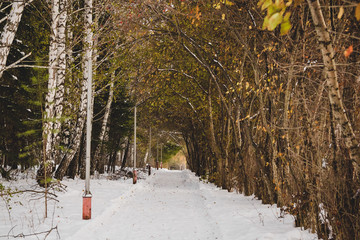 Footpath in winter wood