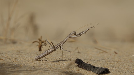 Praying Mantis Or Insects
