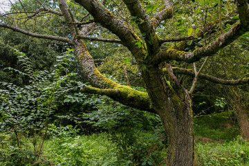 natural green deep jungle