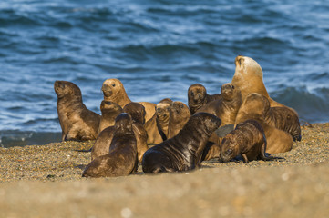 Fototapeta premium Sea Lion , Patagonia , Argentina