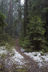 Obraz premium Road in the winter forest