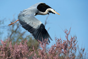Grey heron in flight