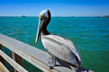 Florida Pelican 