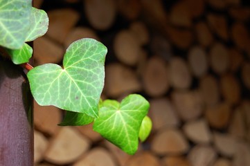 green heart shaped ivy leaves on wooden log background