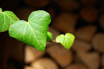 green heart shaped ivy leaves on wooden log background