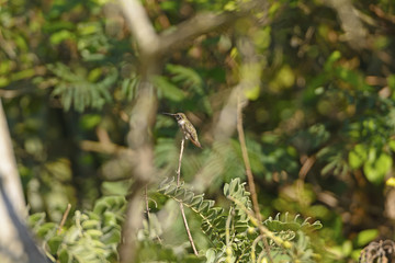 Black Chinned Hummingbird in a Tree