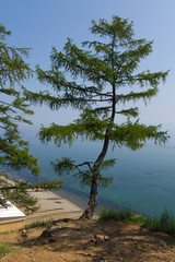 Obraz na płótnie Canvas Высокая лиственница на берегу