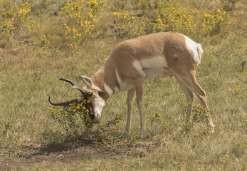 Naklejka na ściany i meble Pronghorn Flower Massage - A pronghorn buck rubs its face in a prairie field daisy. Must have a itch?