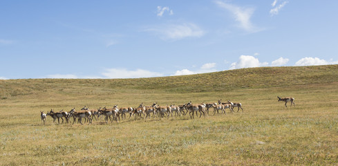 Pronghorn Rut Roundup - A pronghorn antelope buck gathers the females as part of its harem during the rut fall mating season. © richardseeley