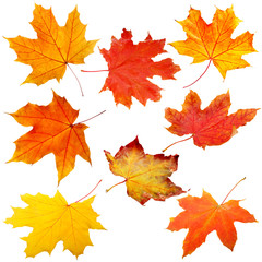 Naklejka na ściany i meble Collection of autumn leaves on white background